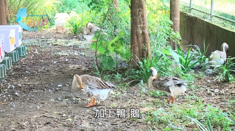 美麗心台灣：廚餘的救星 李朝安養蚯蚓改變大環境
