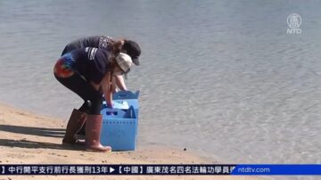 美国加州漏油后 野生动物救援继续进行