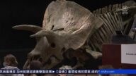 世界最大三角龍化石骨架 拍出770萬美元