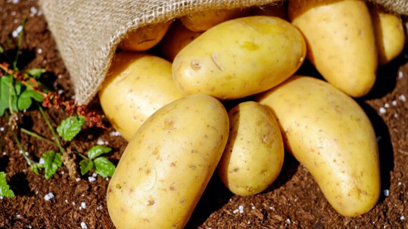 如何保存马铃薯才不会发芽？