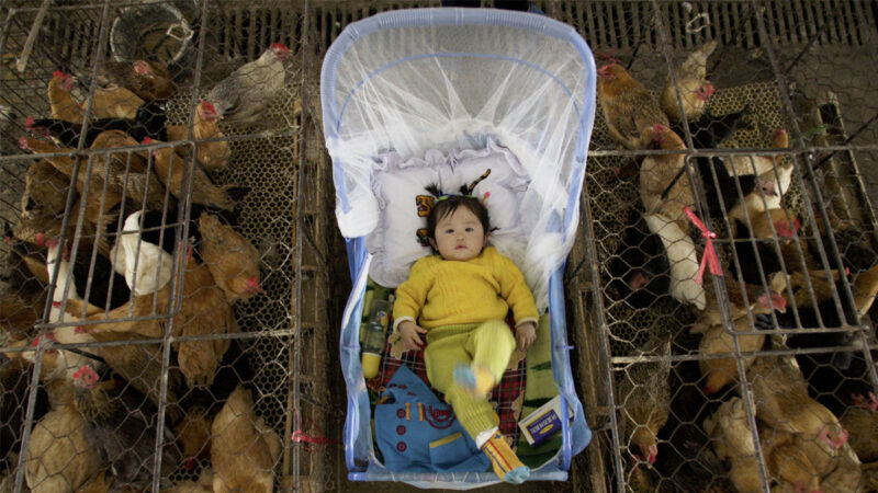 中國禽流感人類病例激增 專家：有變種風險