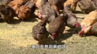 【廣告】美麗心台灣