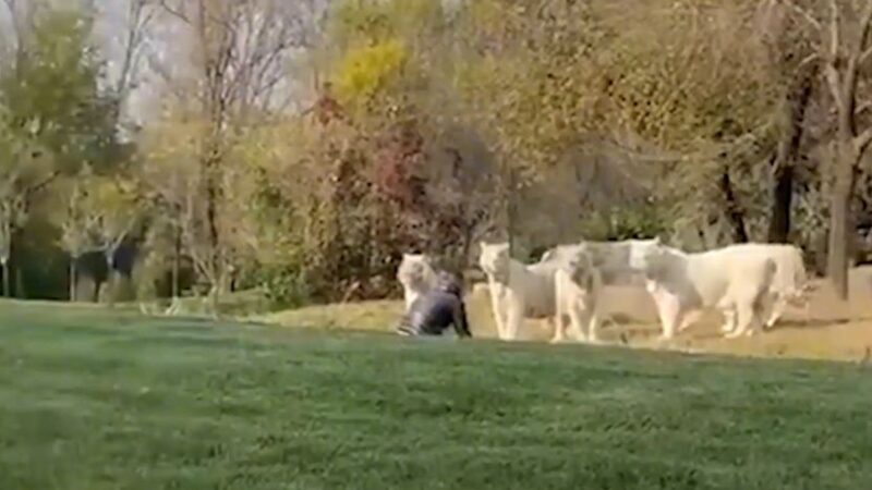 北京男衝入動物園虎群 與11隻白虎面對面對峙(視頻)