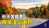 秋天賞楓季 加拿大楓葉漫山遍野
