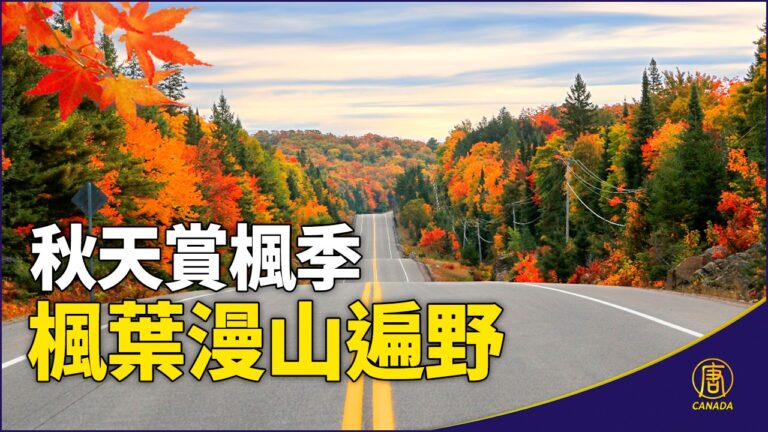 秋天賞楓季 加拿大楓葉漫山遍野