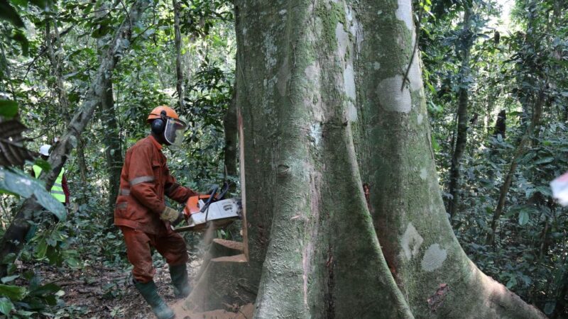 剛果叫停所有可疑伐木許可 中企受衝擊