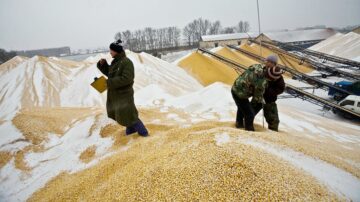 【禁聞】糧荒真來了？中共再推糧食節約方案