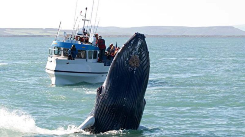 庞大座头鲸突然跃出海面 精彩瞬间被抓拍