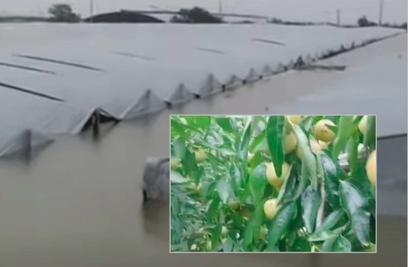 陕西洪水淹没农田 农民痛哭：全家收入没了(视频)
