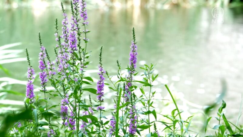 灼灼野花香四野 鱗鱗碧沼棲珍禽