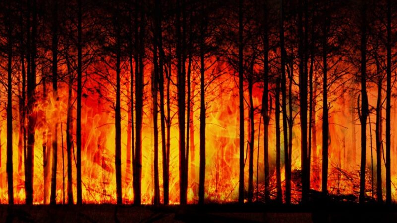 西藏察隅縣發生森林大火 持續燃燒超過30小時