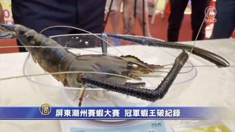 屏東潮州神蝦大賽  冠軍蝦王破紀錄