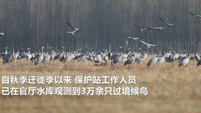 中国北方气温急降 候鸟刚进北京就被“冻走”