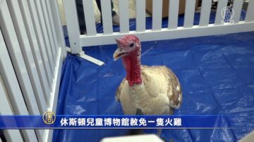 休斯顿儿童博物馆赦免一只火鸡