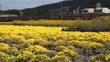 銅鑼杭菊生活節登場 徜徉金黃色花海