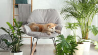 十種寵物友好型的室內植物