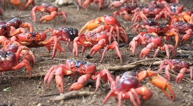 壮观！ 澳洲圣诞岛五千万只红蟹大迁徙