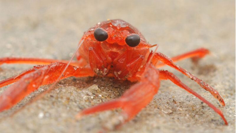 浩浩蕩蕩 澳大利亞5千萬紅蟹大遷徙