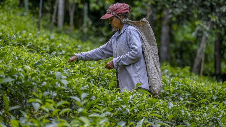 化肥糾紛反目？中共將斯里蘭卡銀行列入黑名單