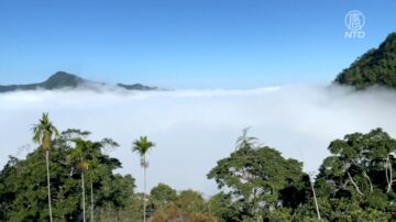 適逢下雨 古坑草嶺山雲海、蓬萊瀑布美景連連