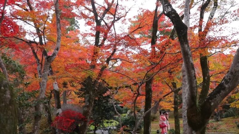 秋紅動人 京都寶嚴院賞楓「特別開放」