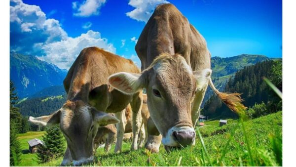 化“牛粪”为力量 英国农夫生产可充电电池