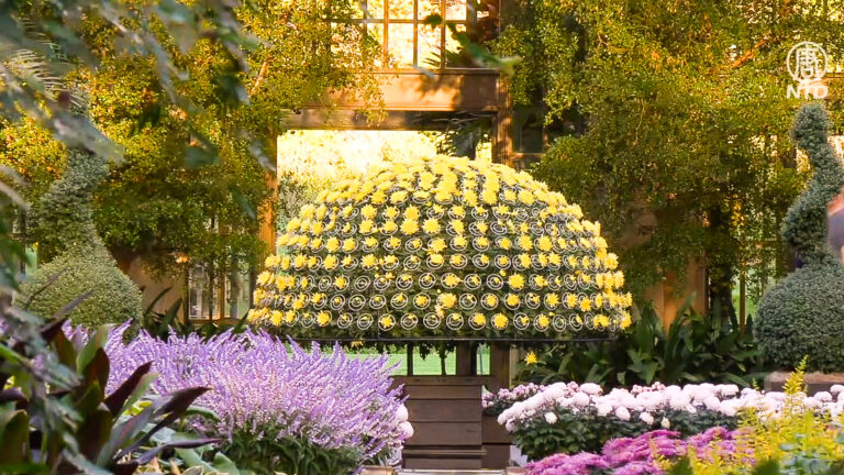 美國長木公園秋菊妍華 清香四溢