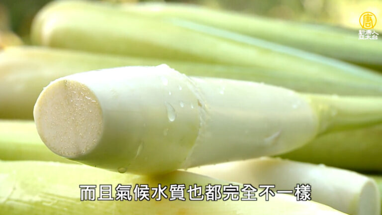 美麗心台灣：埔里有機茭白筍 復育白魚