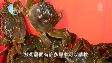 美麗心台灣：與大閘蟹共舞14年的日子