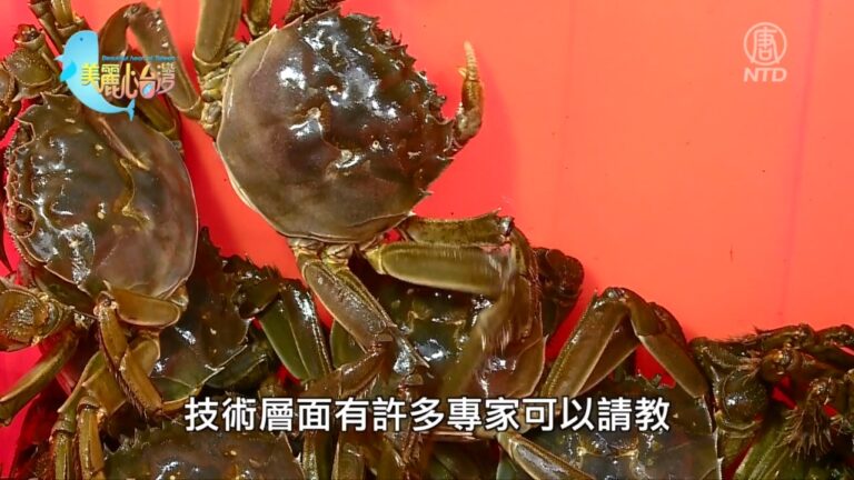 美麗心台灣：與大閘蟹共舞14年的日子