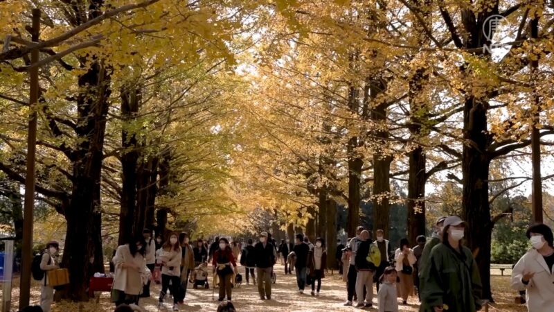 银杏叶黄金隧道 日本秋色美丽