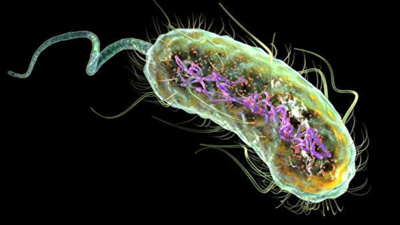 科学家用原子力显微镜观测细菌外膜的结构