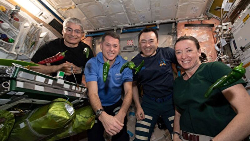 空間站首次種出辣椒 宇航員用它做塔可餅