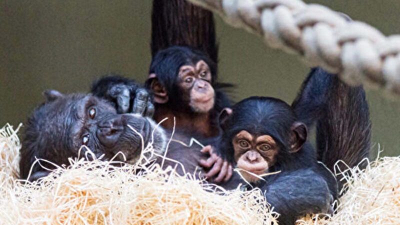 溫馨視頻：黑猩猩寶寶被「姨媽」收養