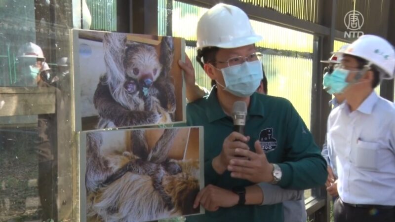 台灣壽山動物園樹懶寶寶誕生 超萌可愛