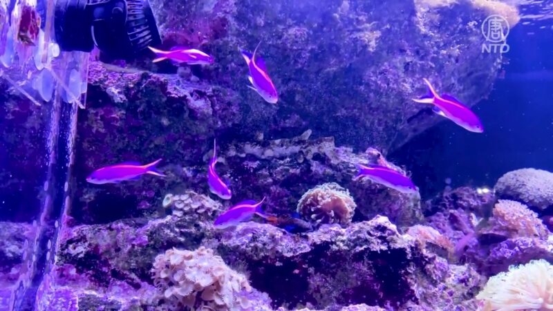 夢幻星海 東京水族館的聖誕之夜開放