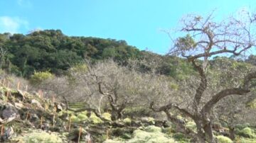 高雄六龟初梅提早绽放 白雪木也衬映美景