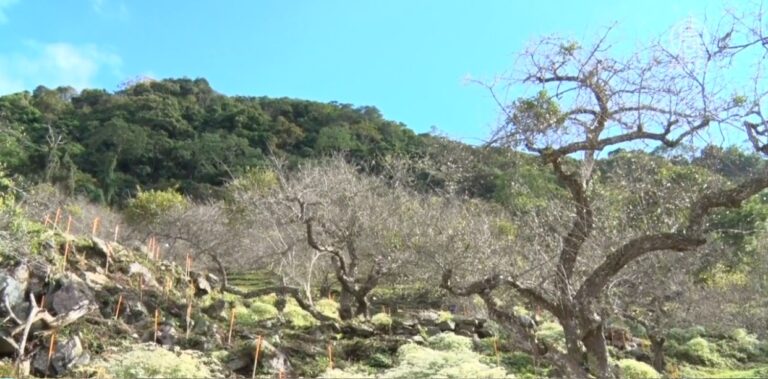高雄六龜初梅提早綻放 白雪木也襯映美景