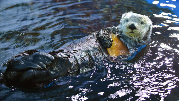 不容錯過 稀有海獺拜訪俄勒岡州海岸