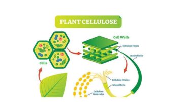 科学家50年来首次解开植物生长之谜