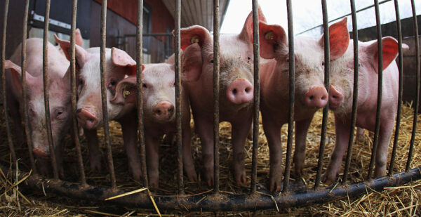 日本养猪场爆发猪瘟 扑杀逾万头猪只
