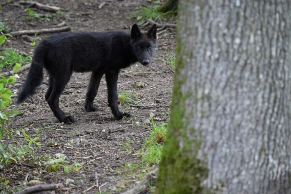 9匹狼逃脫4匹被擊斃 法國動物園暫休園