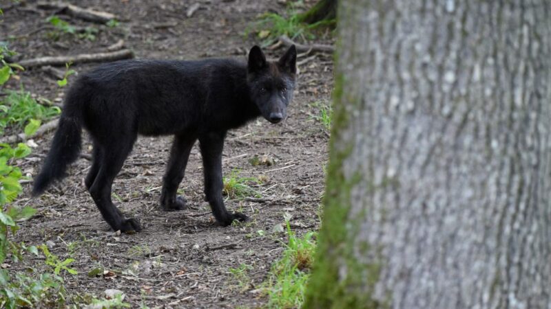 9匹狼逃脱4匹被击毙 法国动物园暂休园