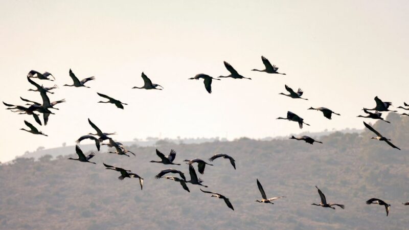 以色列爆發禽流感 逾惡五千隻鶴喪命