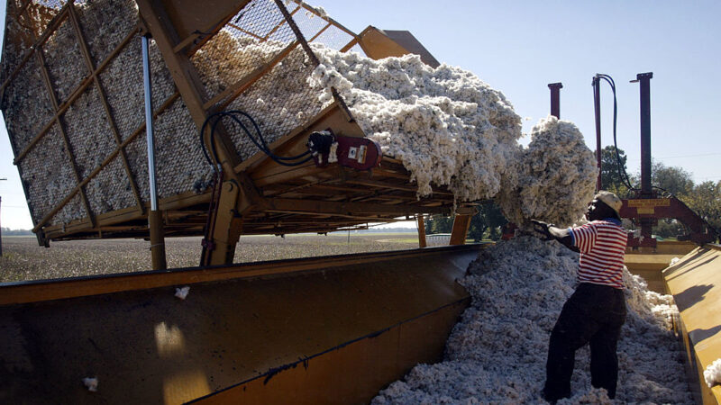 中国制衣商狂扫美国棉 期货飙到10年新高
