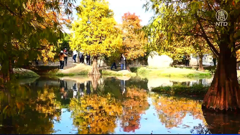 雲林落羽松變紅了 遊人紛至沓來
