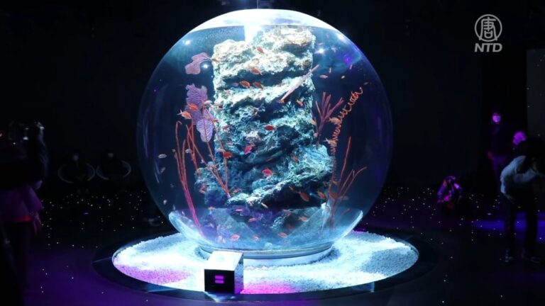 生物與藝術融合 神戶舞台型水族館初亮相