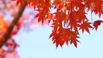 日本箕面公園賞楓 瀑布彩虹美食全網羅