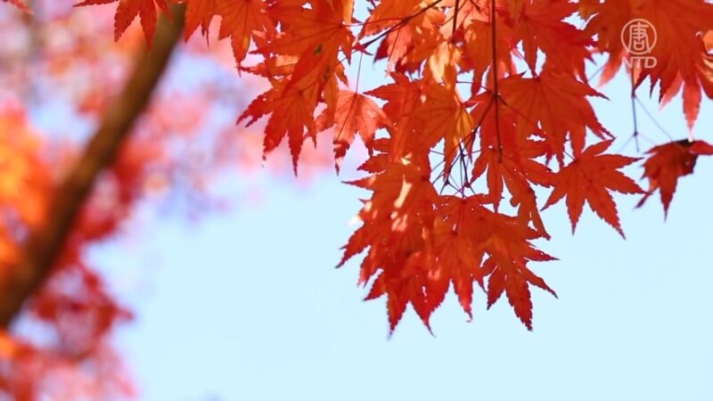 日本箕面公園賞楓 瀑布彩虹美食全網羅