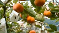 【廣告】美麗心台灣